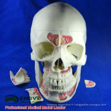 DENTAL10 (12569) Modèles de crâne ostéopathique adulte médical anatomique humain en 10 parties